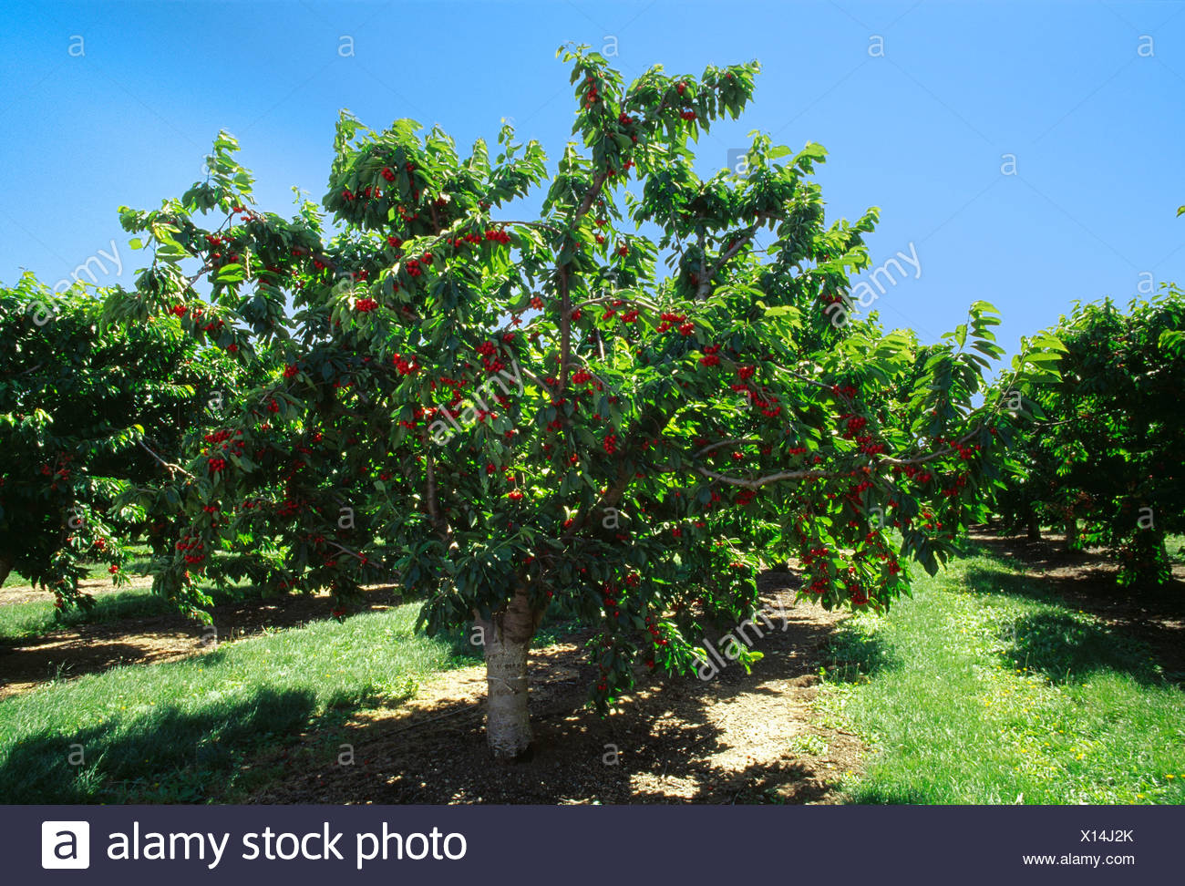 Cherry Tree California Orchard High Resolution Stock Photography and