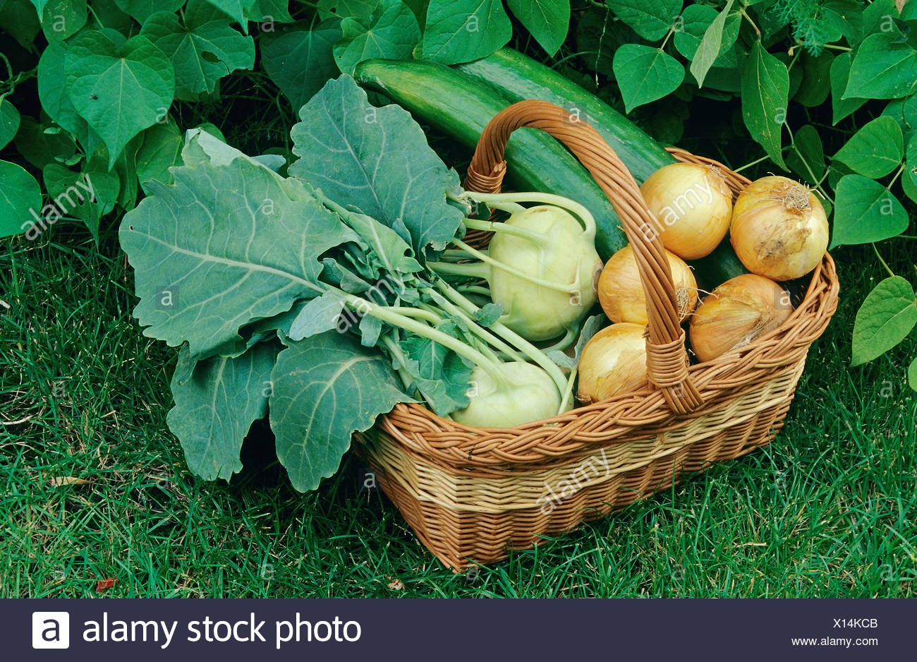German Turnips High Resolution Stock Photography and Images Alamy