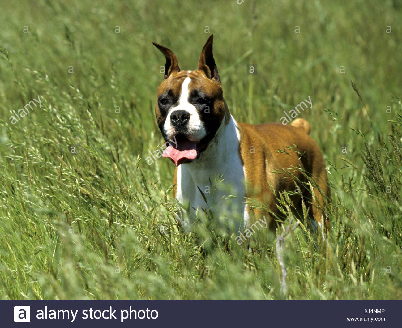 Uncropped Ears Stock Photos & Uncropped Ears Stock Images Alamy