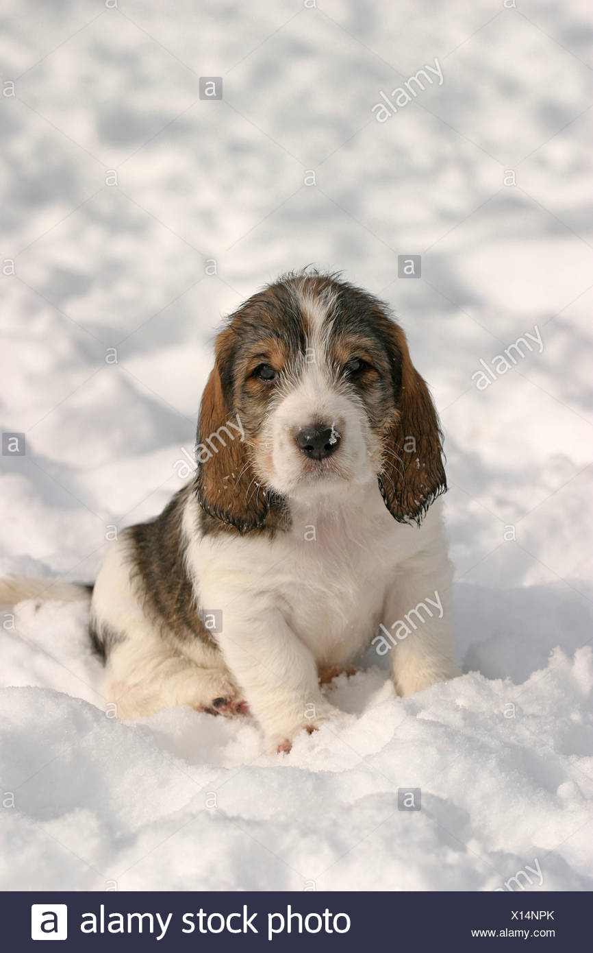 grand griffon basset vendeen