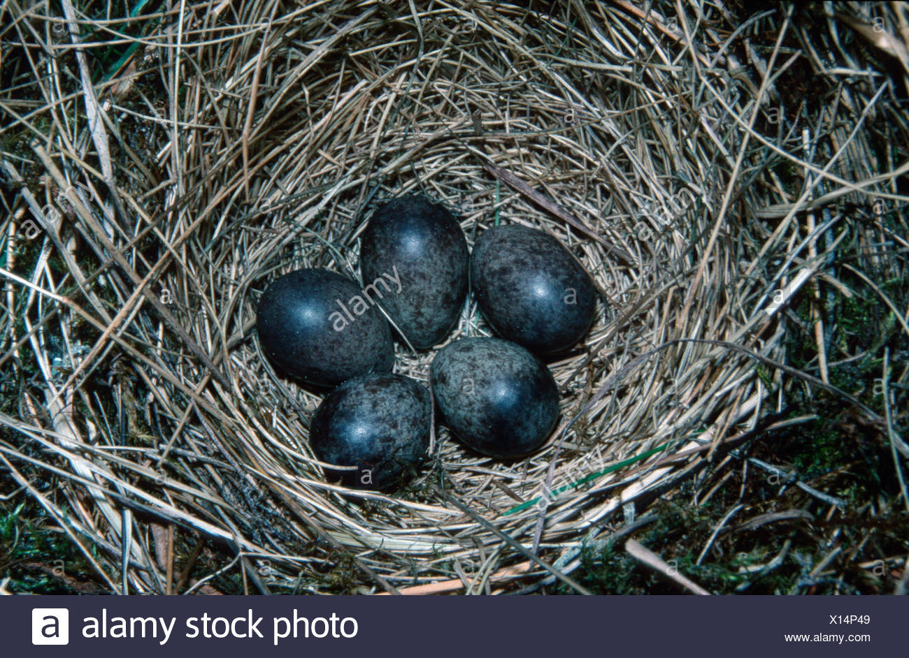Meadow Pipit Eggs High Resolution Stock Photography And Images Alamy meadow-pipit-eggs-high-resolution-stock-photography-and-images-alamy