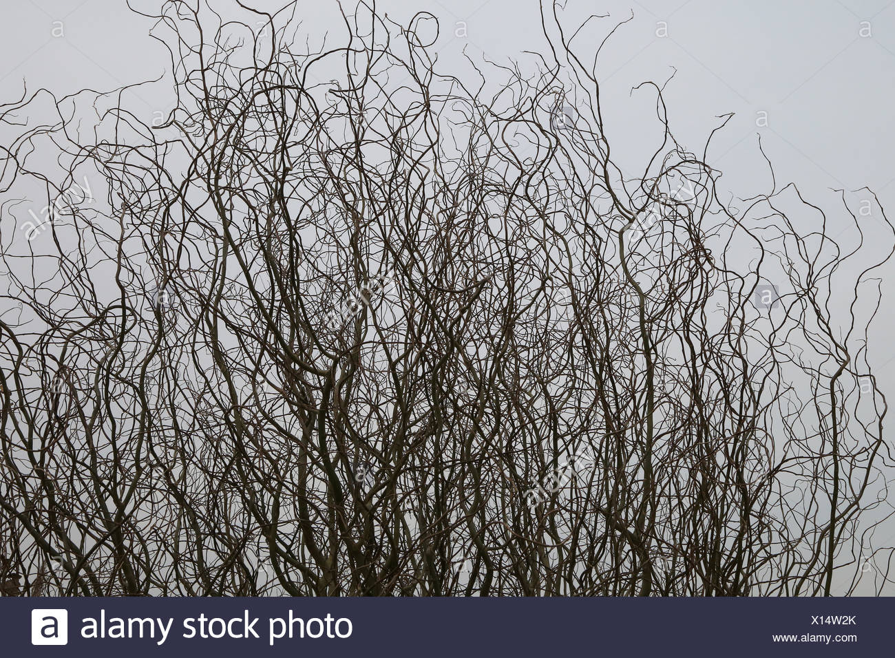 Corkscrew Willow Stock Photos & Corkscrew Willow Stock Images Alamy