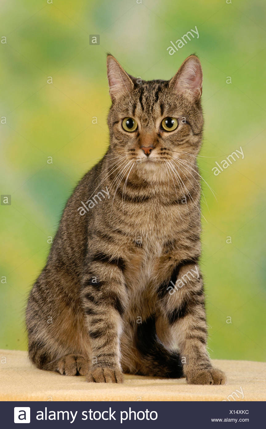 European Shorthair Tabby Adult Cat Sitting Germany Stock Photo