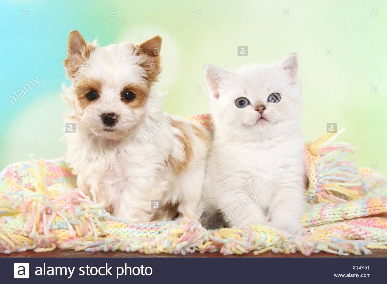 British Shorthair Kitten And Golddust Yorkshire Terrier Puppy