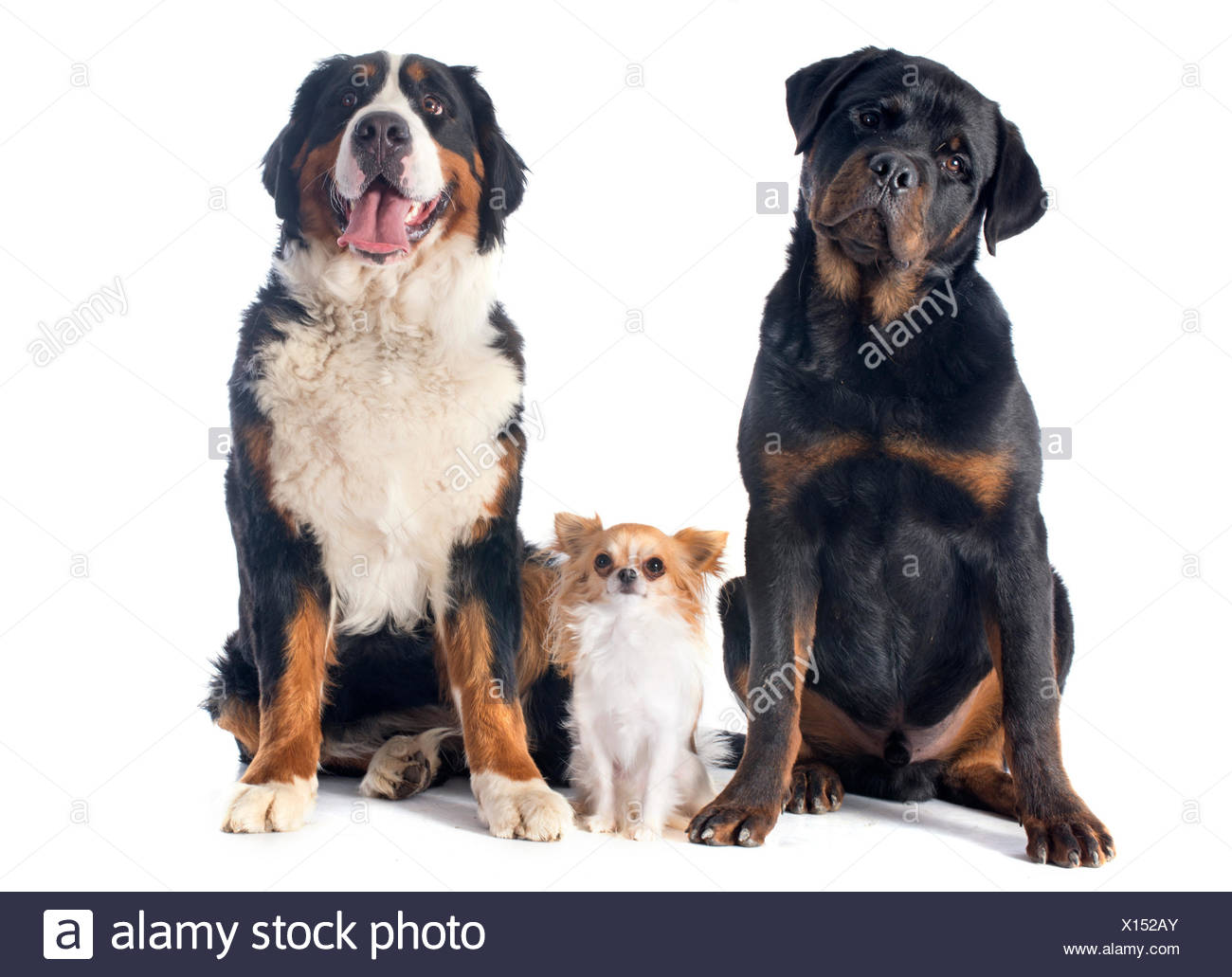 bernese rottie