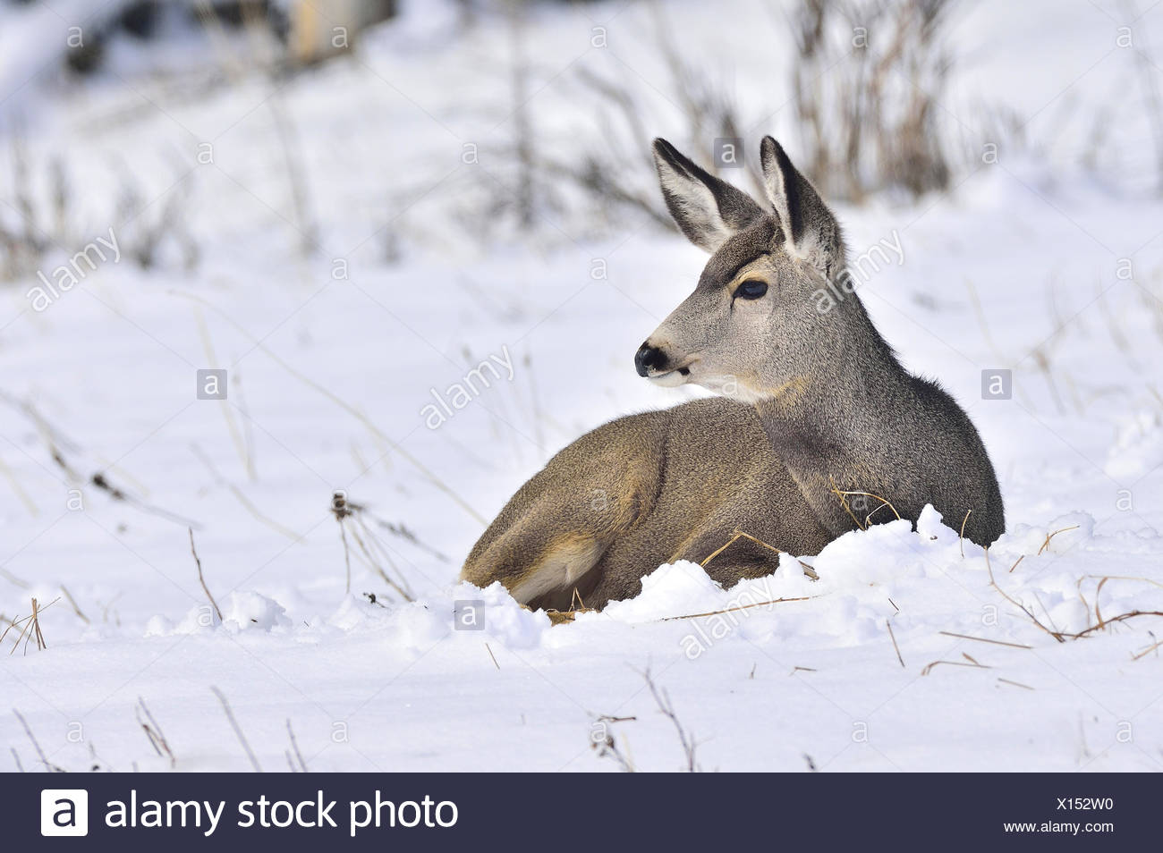 A female mule deer, Odocoileus hemionus, laying in the fresh snow in rural Alberta Canada Stock Photo