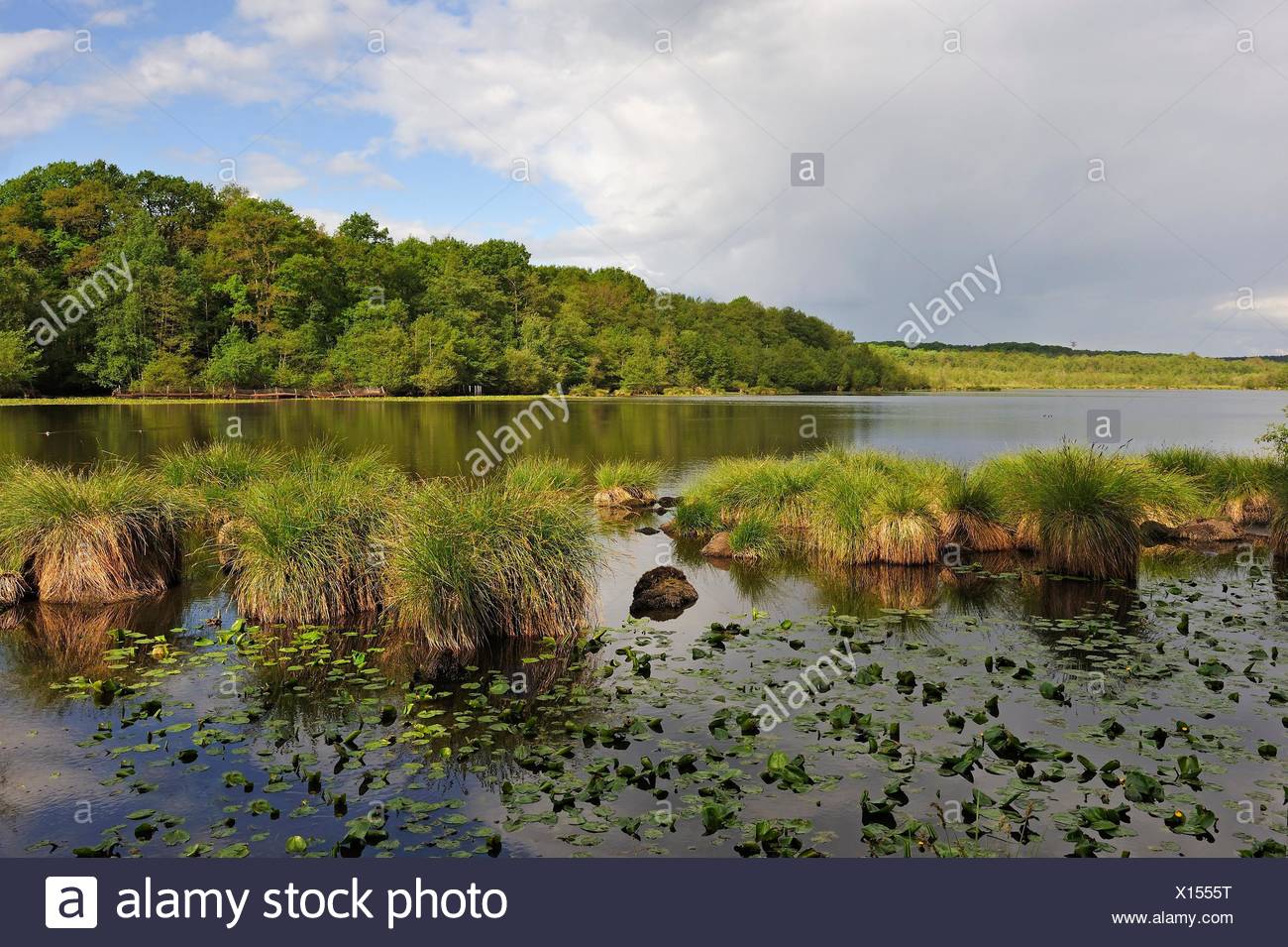Lisiere De Foret High Resolution Stock Photography and Images - Alamy