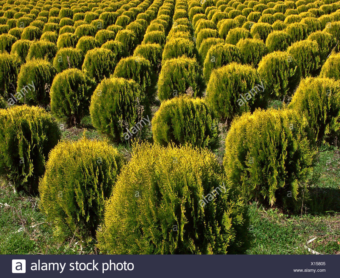 Tree Trees Bushes Market Garden Tree Nursery Italy Kleine Bume Baumreihen In Stock Photo Alamy