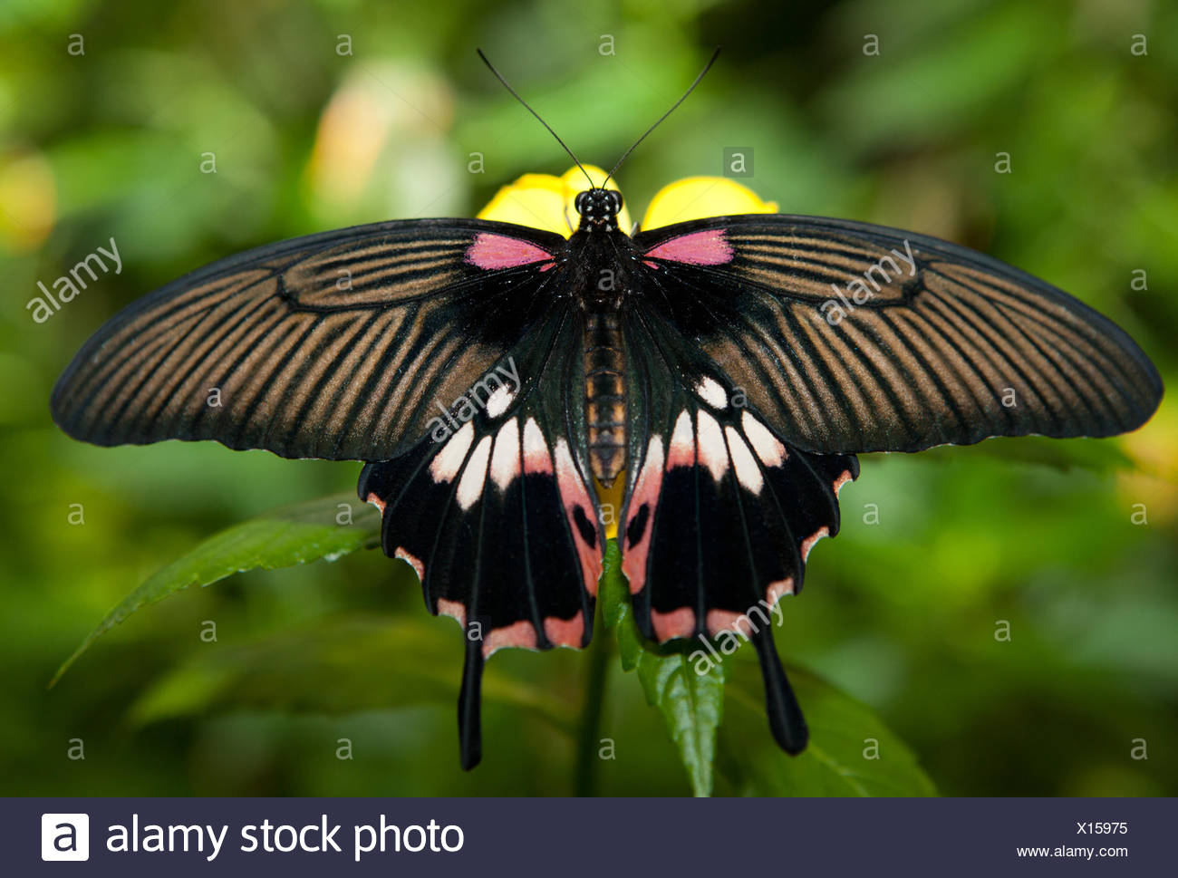 Detail Of Female Great Mormon Papilio Memnon Agenor Butterfly Perching On Pink Flower Stock Photo Alamy