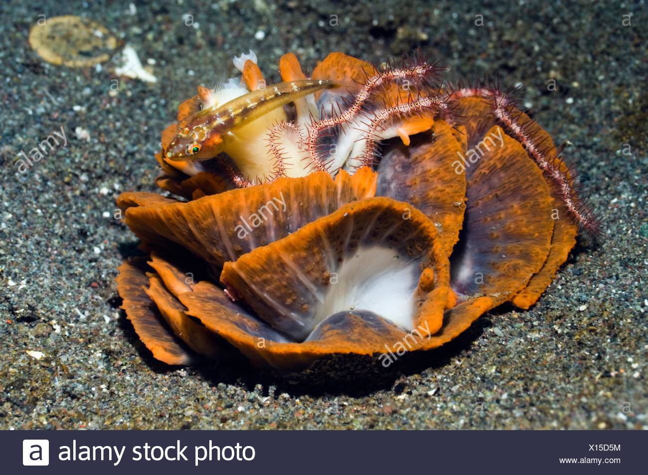 Pennatulacea Stock Photos Pennatulacea Stock Images Page - 
