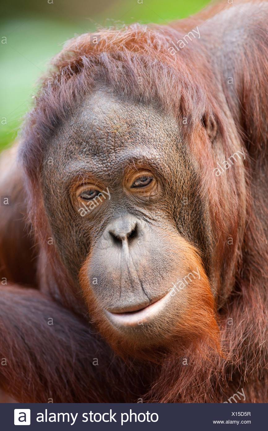 Orang Outang High Resolution Stock Photography and Images - Alamy