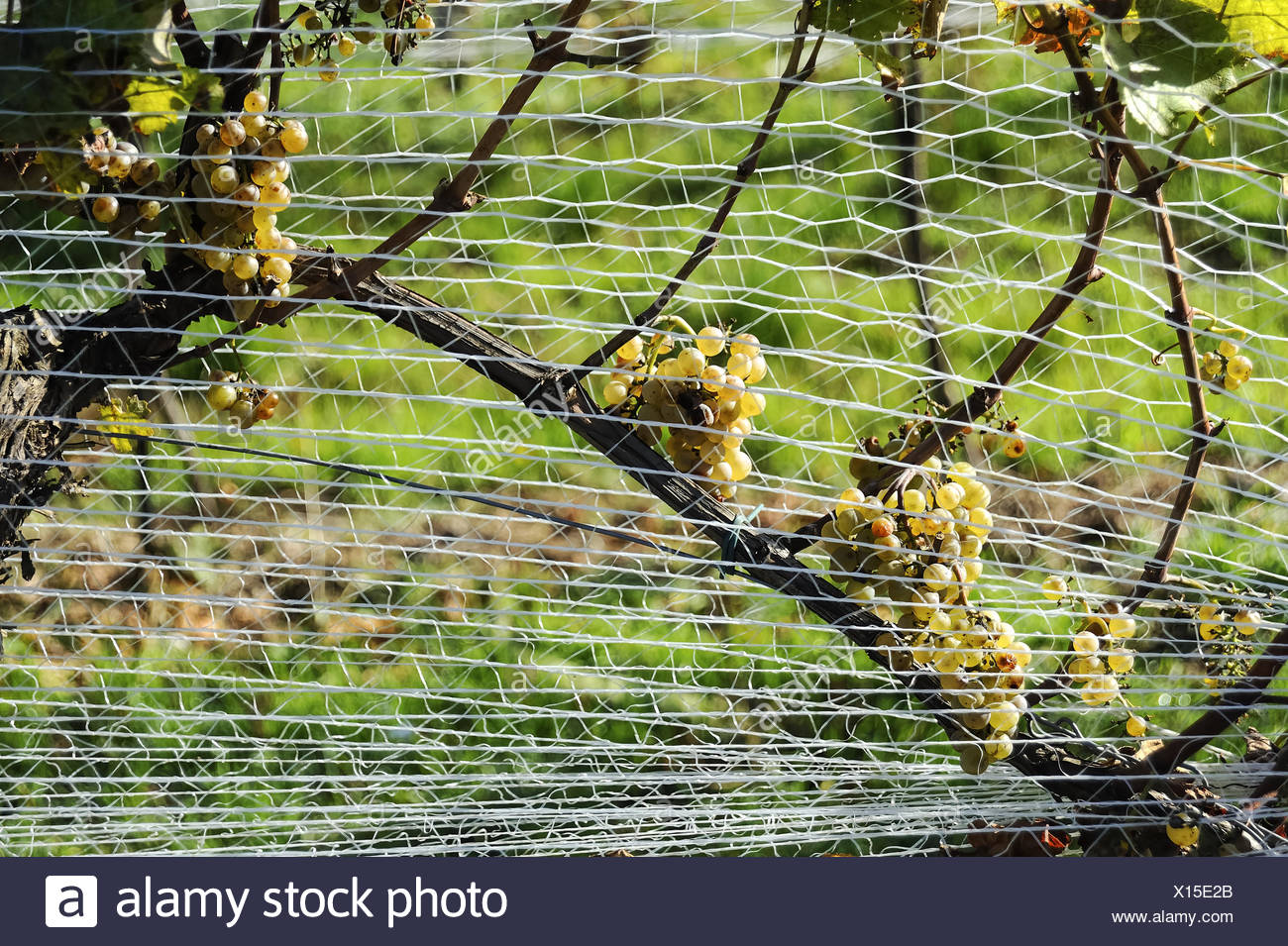 Bird Netting Stock Photos & Bird Netting Stock Images - Alamy