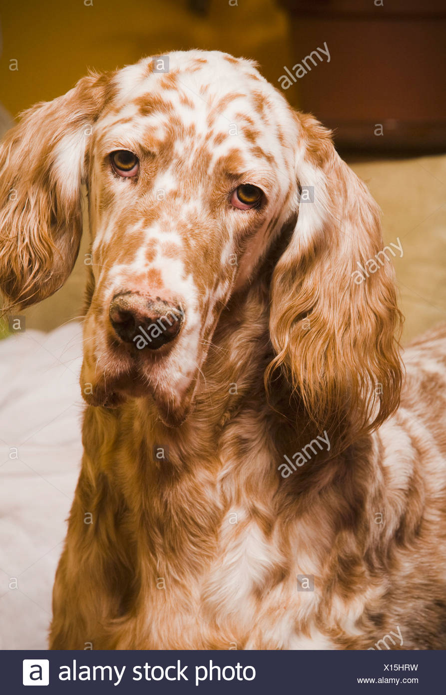 Spotted Dogs Stock Photos & Spotted Dogs Stock Images Alamy
