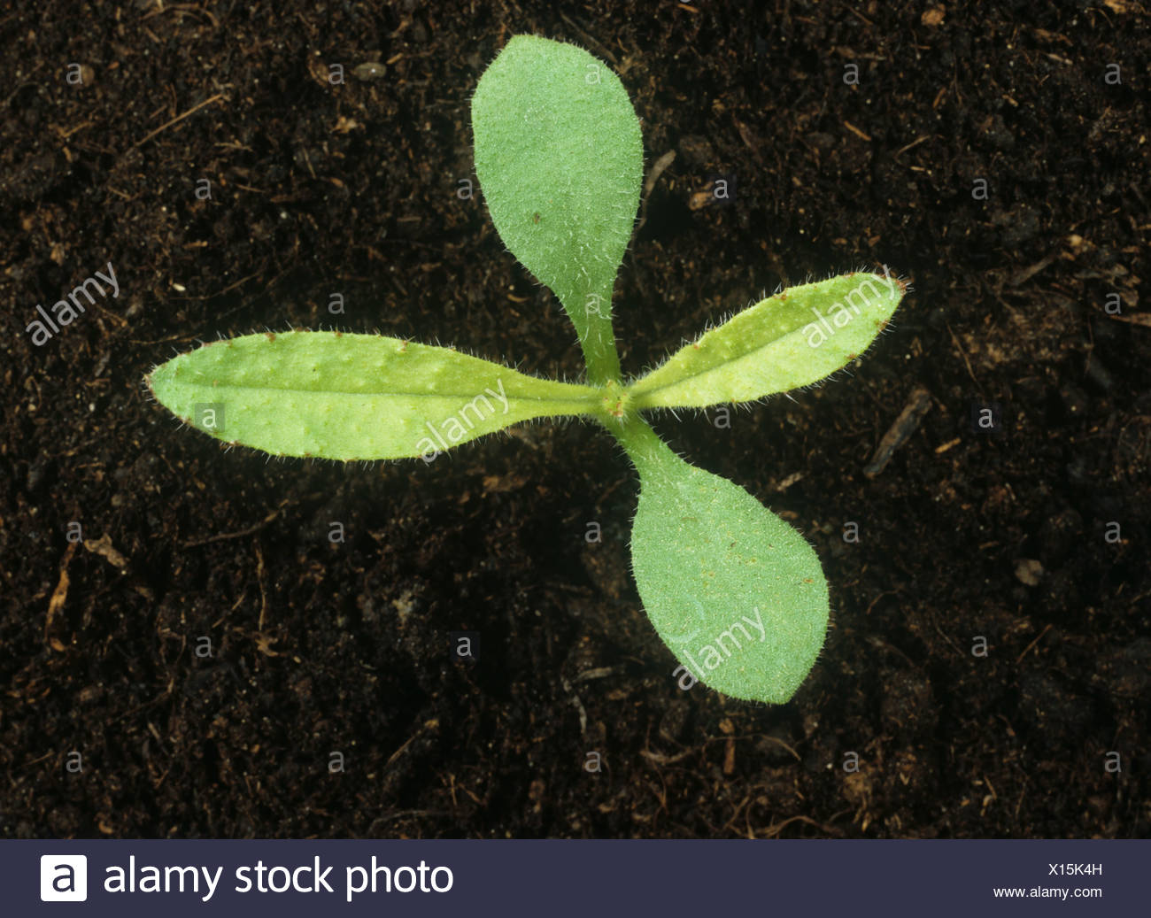 Seedling Cotyledons First True Leaves High Resolution Stock Photography and Images Alamy