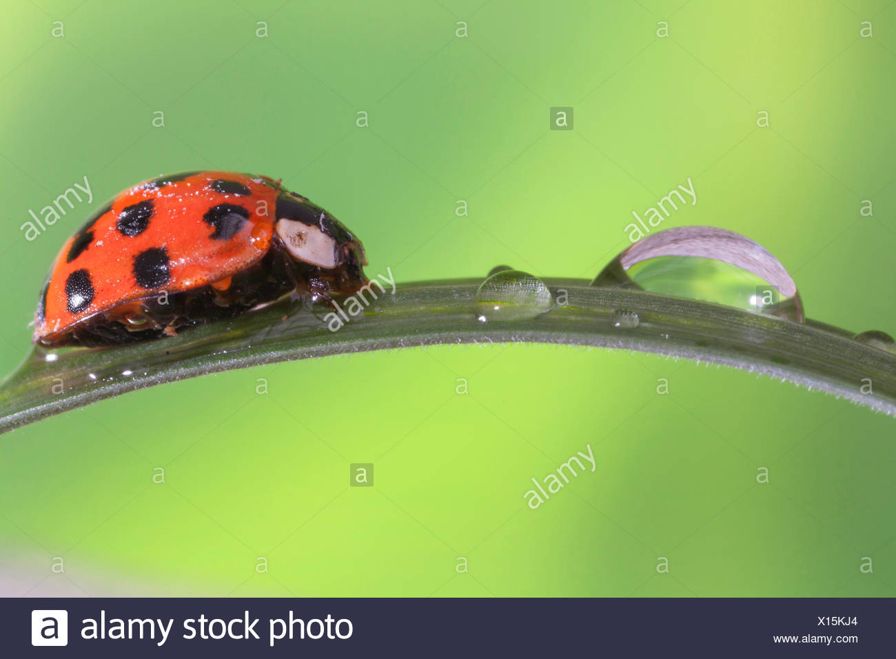 Harlekin High Resolution Stock Photography and Images - Alamy