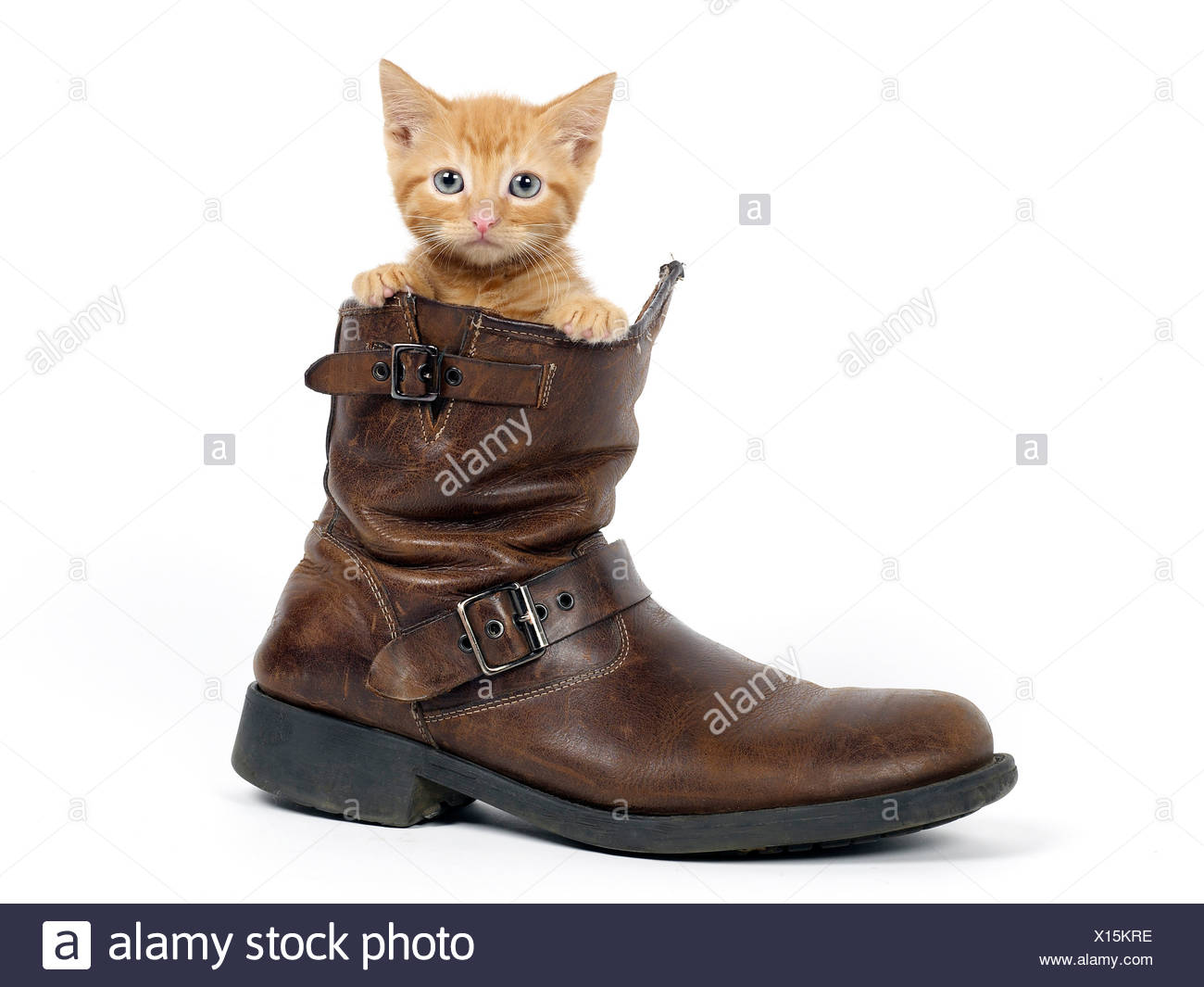 Cute Kitten Boots High Resolution Stock Photography and Images - Alamy