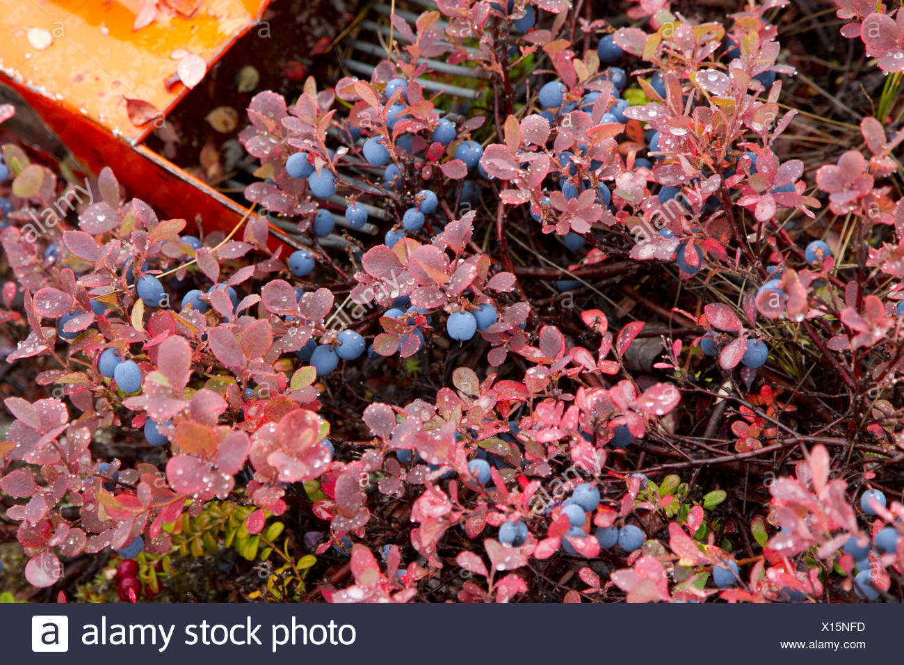 Berry Picking Alaska High Resolution Stock Photography and Images Alamy