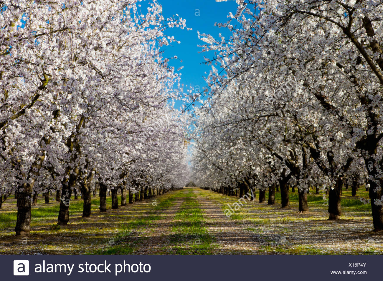 Almond Grove California High Resolution Stock Photography and Images