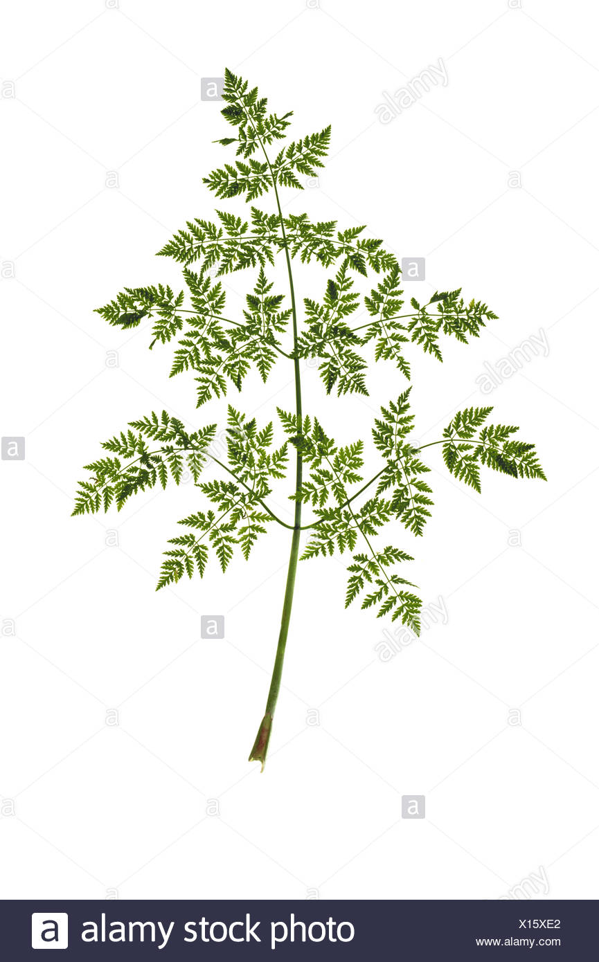Hollow Plant Stem High Resolution Stock Photography and Images Alamy
