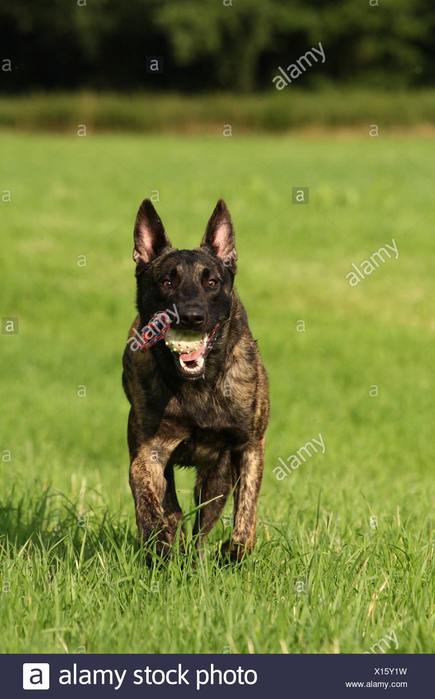 Dutch Shepherd Dog Stock Photo 276111525 Alamy