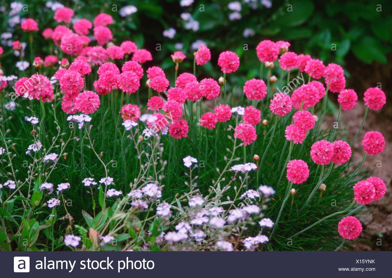 Grasnelke High Resolution Stock Photography And Images Alamy