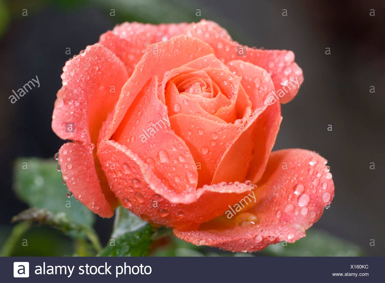Red rose with waterdrops Stock Photo