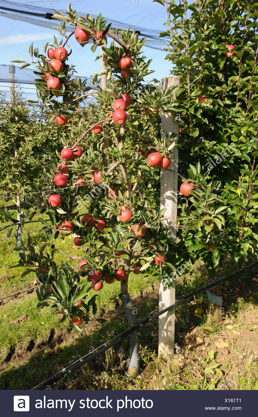 Buschbaum High Resolution Stock Photography and Images Alamy