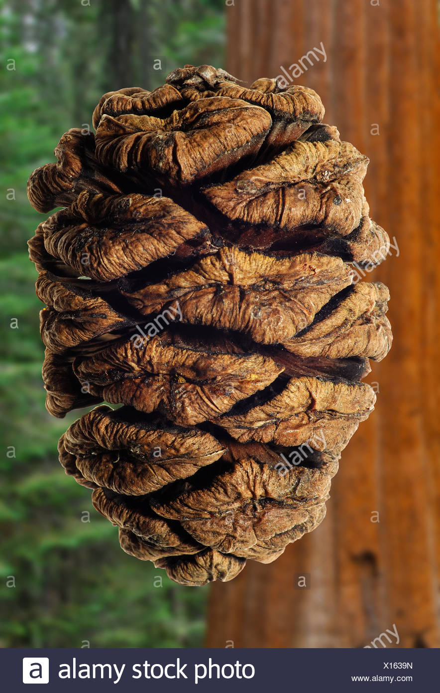 Sequoia Tree Cone High Resolution Stock Photography and Images Alamy