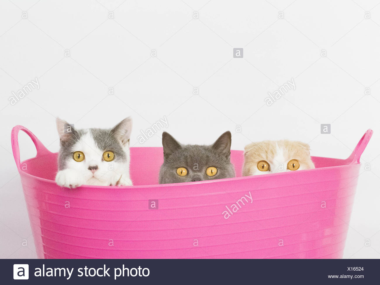 Three Cats Stock Photos & Three Cats Stock Images Alamy