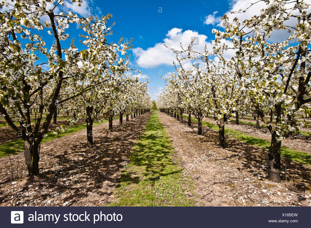 ORCHARD BLOSSOM main image 1