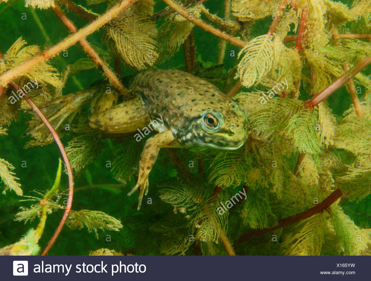 American Bullfrog Bullfrog Rana Catesbeiana High Resolution Stock