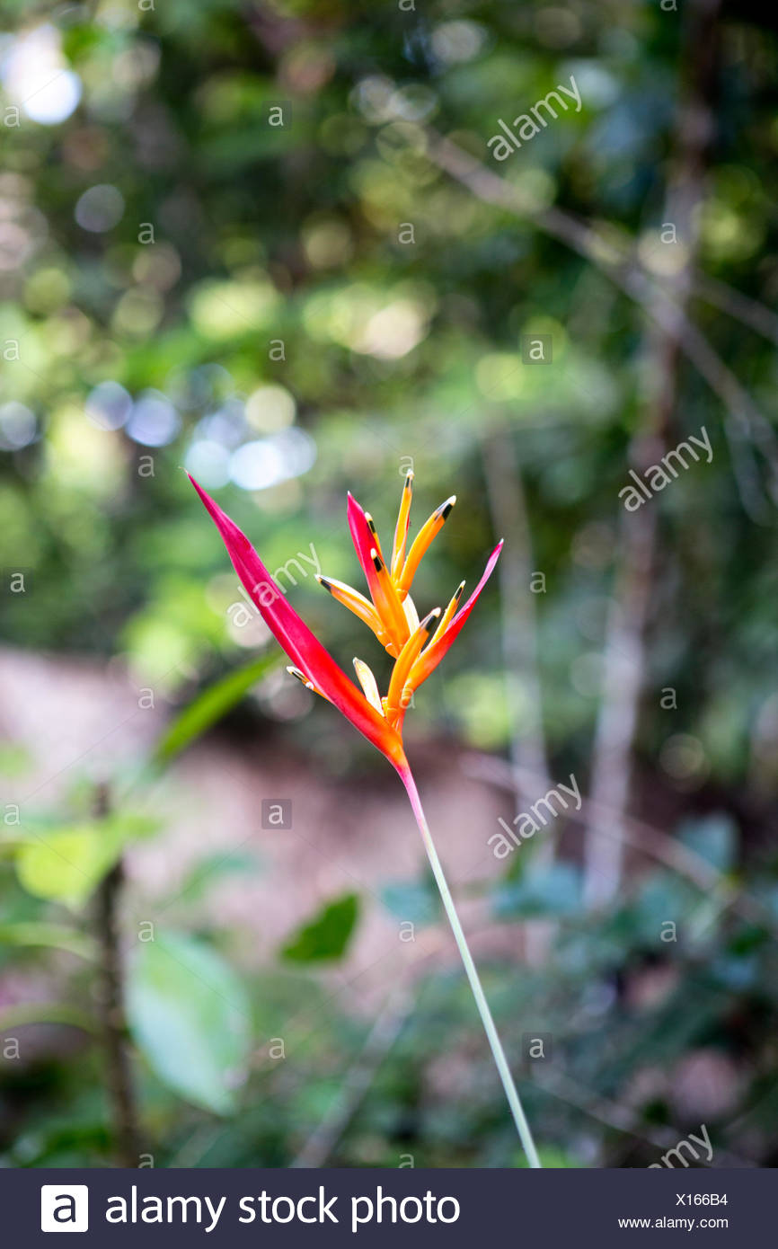 Red Flower In Amazon Rainforest Stock Photos & Red Flower In Amazon