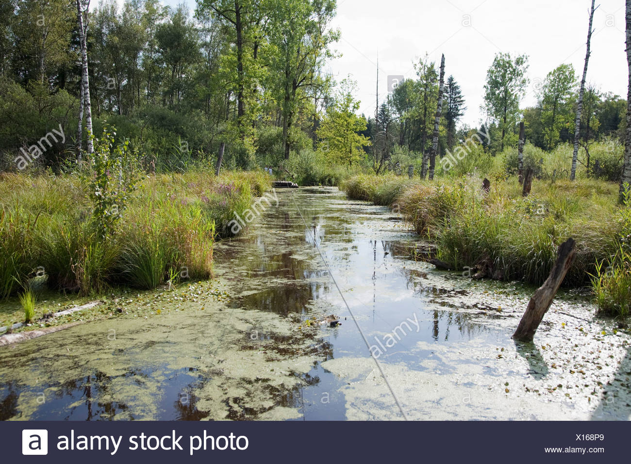 Moor landscape Stock Photo