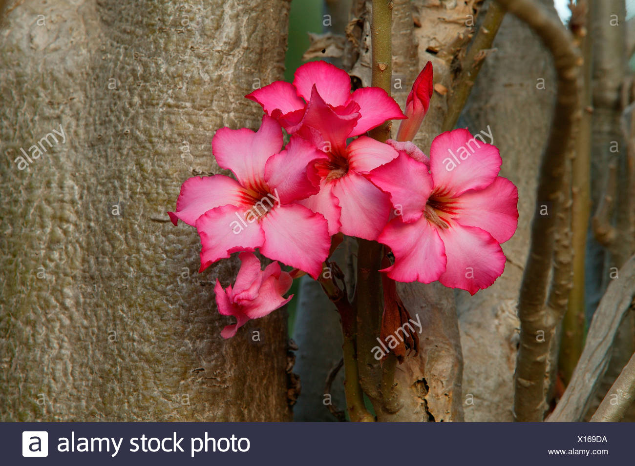 Sabi Star High Resolution Stock Photography and Images - Alamy