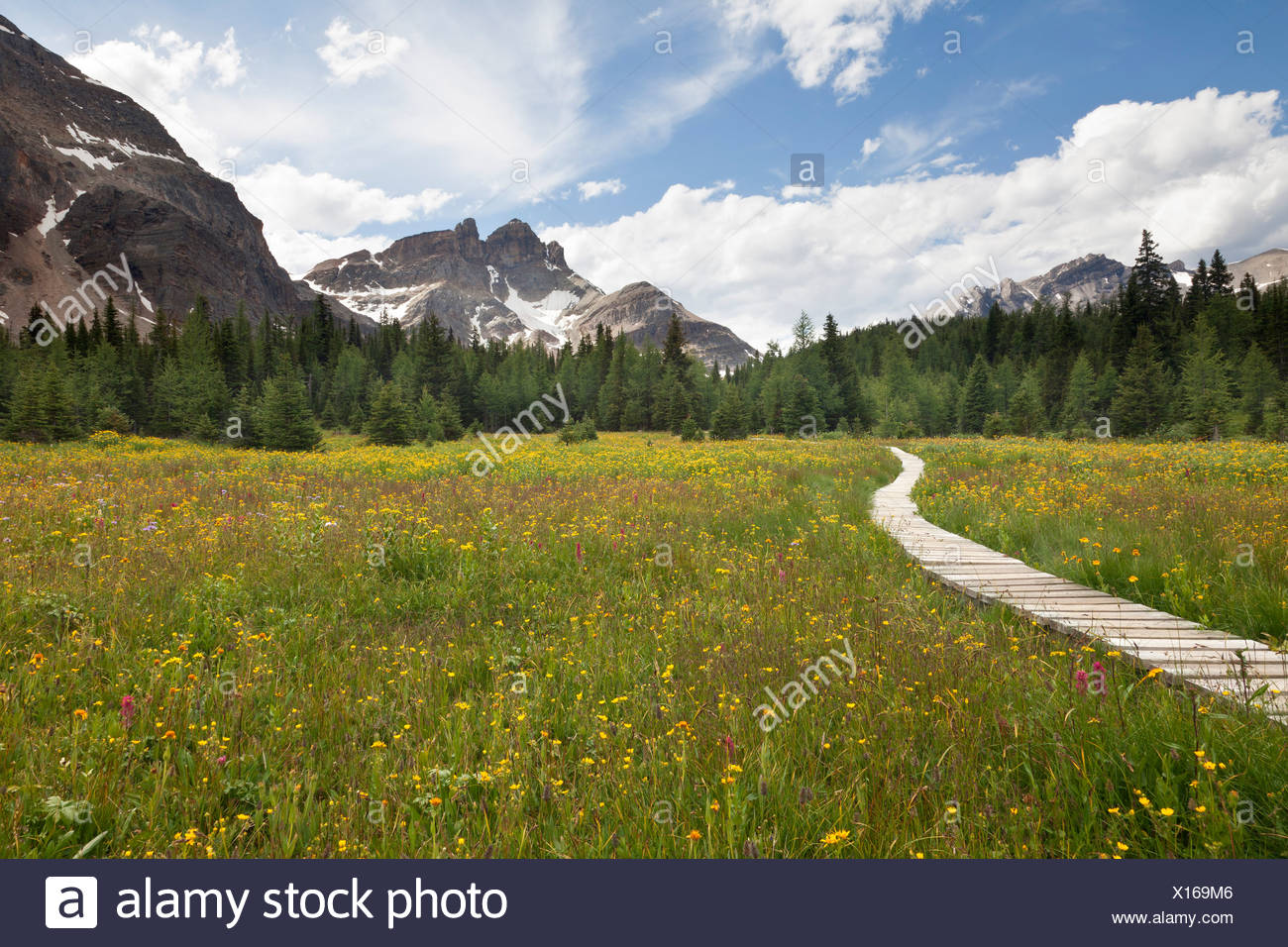 Canada, Mount Assiniboine Provincial Park, Meadows from Naiset cabins to Gog Lake Stock Photo