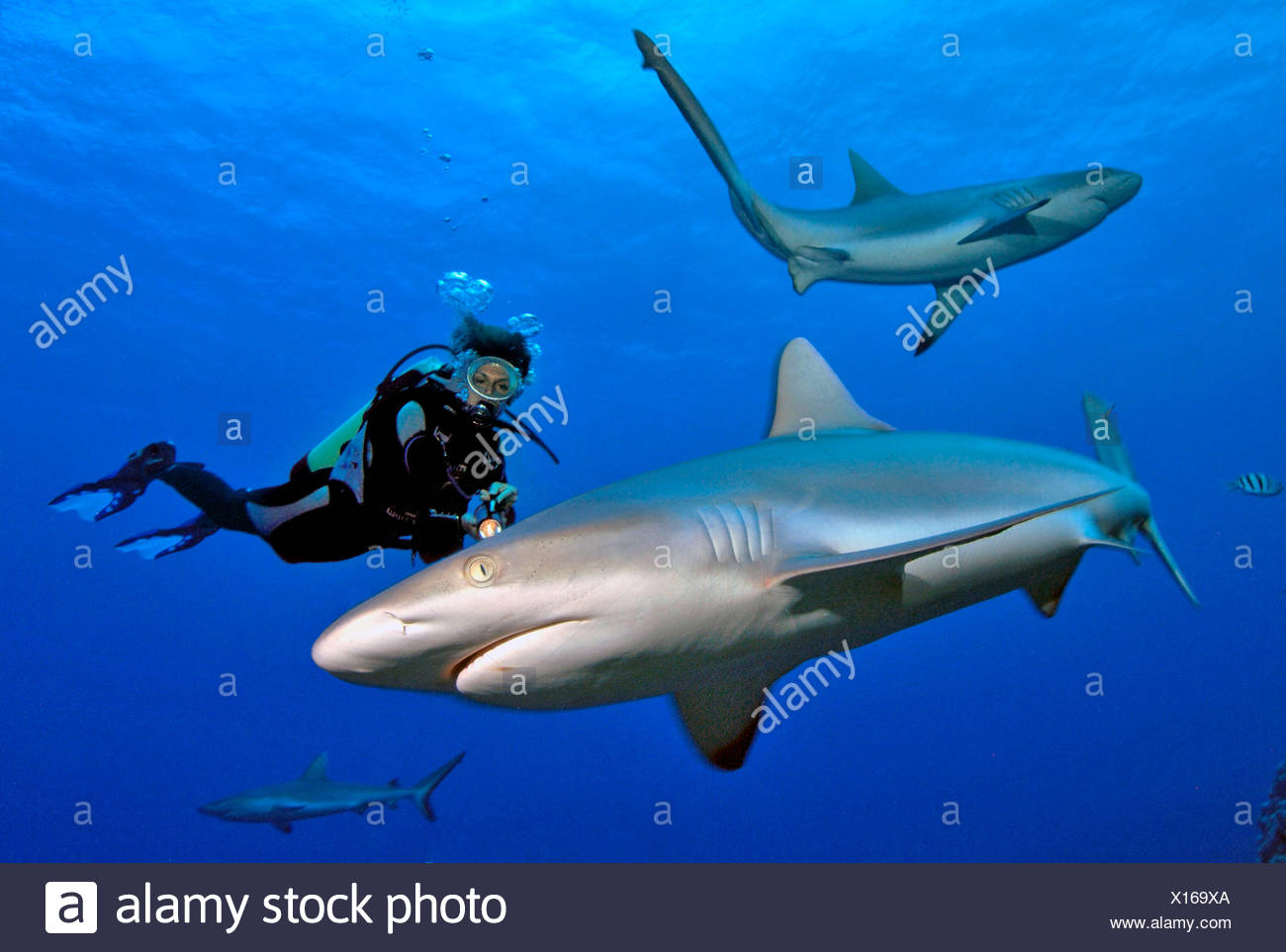 longnose blacktail shark stock photos longnose blacktail shark