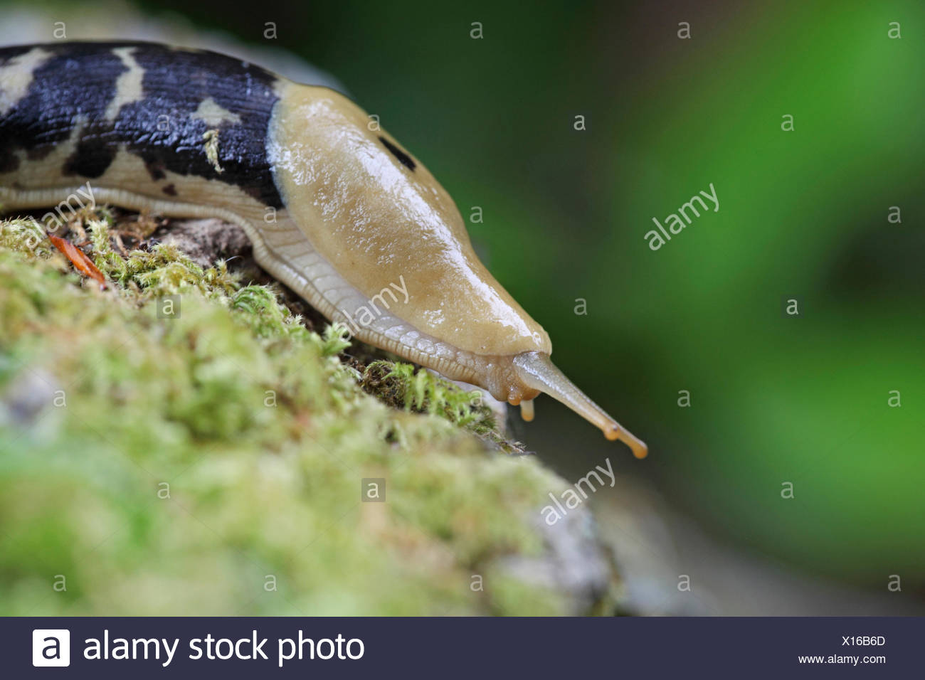 Banana Slug Stock Photos & Banana Slug Stock Images Alamy