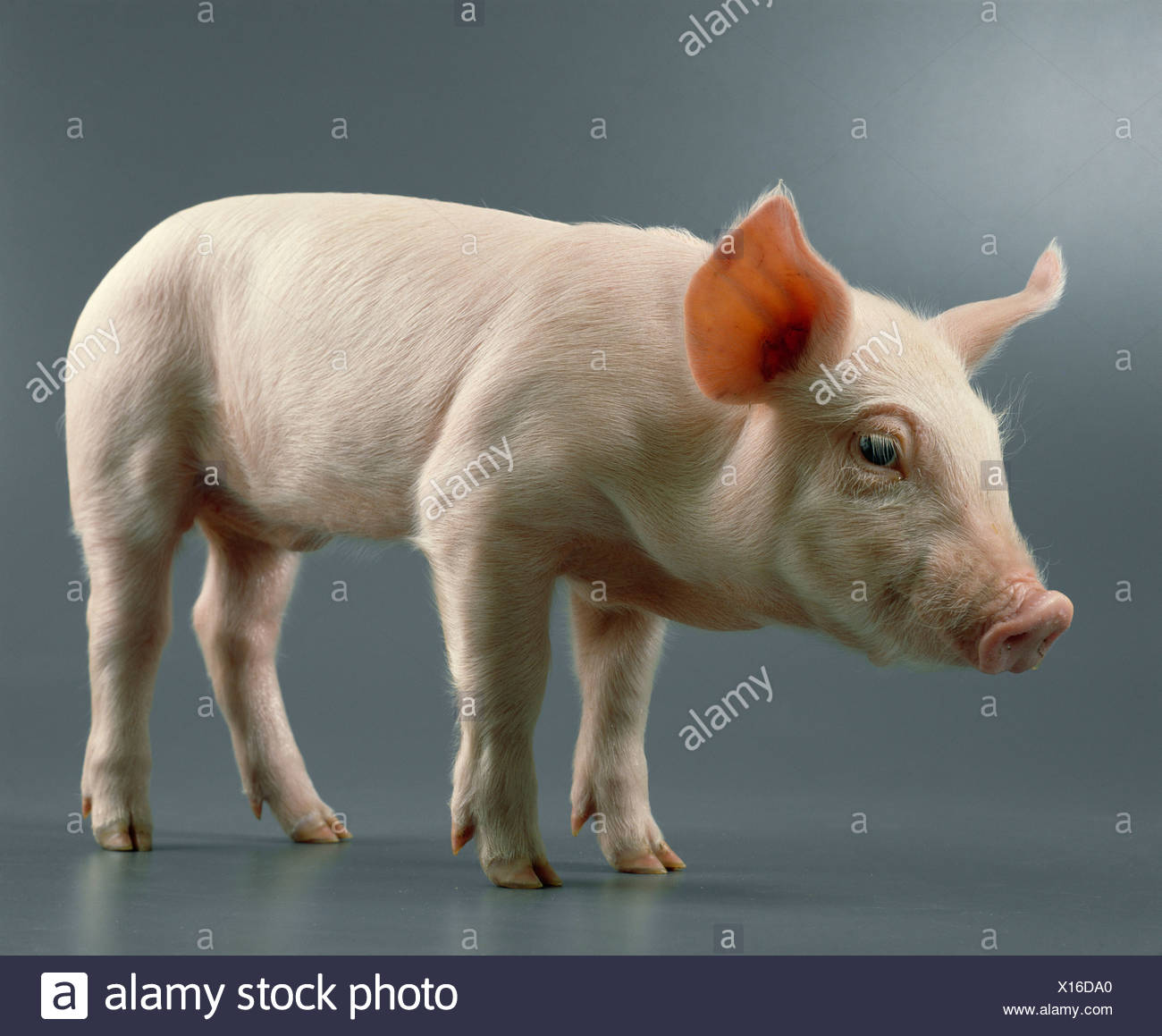 20 25 Lb 4 Week Old Feeder Pig S Stock Photo 276122728 Alamy