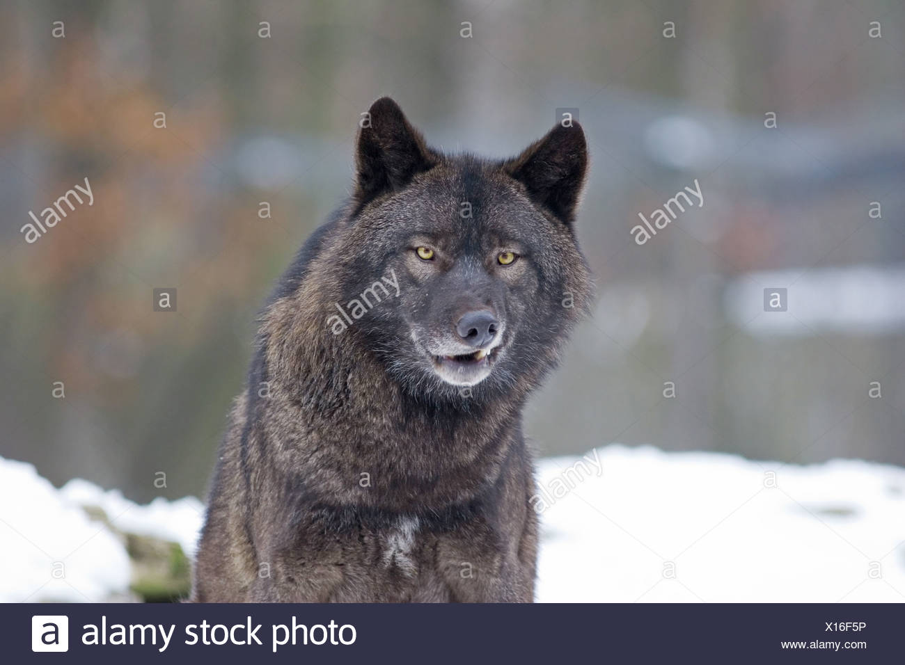 Wolf (Canis lupus) Stock Photo
