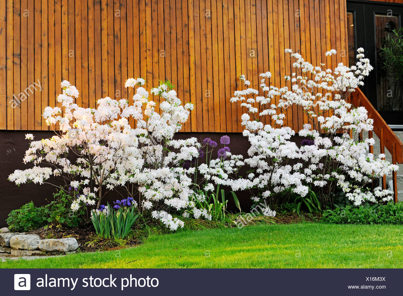 Northern Lights Azalea In Full Bloom Ontario Canada Stock Photo Alamy