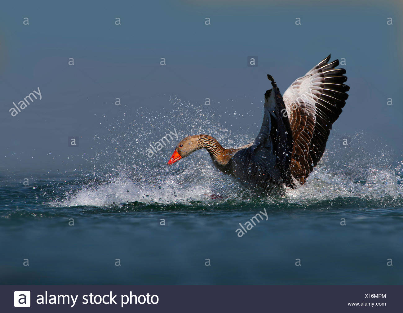goose goose duck proximity chat goose goose duck proximity chat