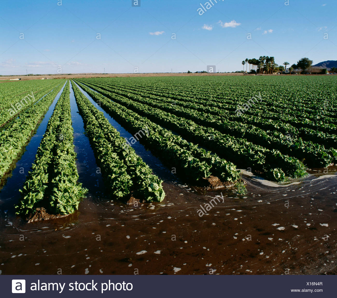 Lettuce Field Yuma Arizona Stock Photos & Lettuce Field Yuma Arizona Stock Images Alamy
