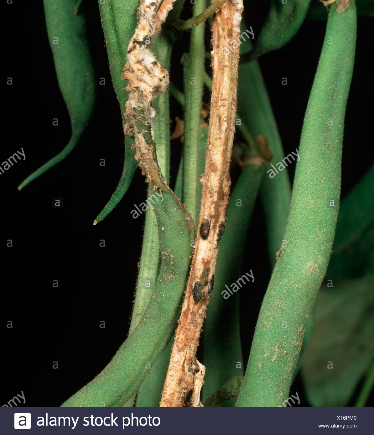 Sclerotinia Sclerotiorum High Resolution Stock Photography and Images ...