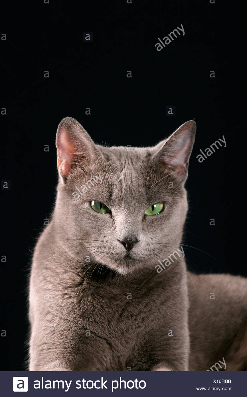 Rassekatzen Stock Photos Rassekatzen Stock Images Page 2