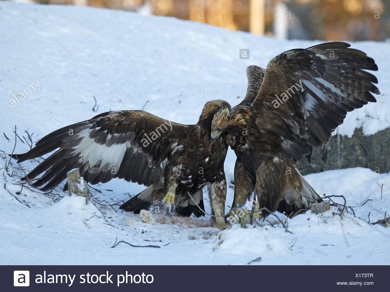 Angry Birds Finland Stock Photos Angry Birds Finland Stock