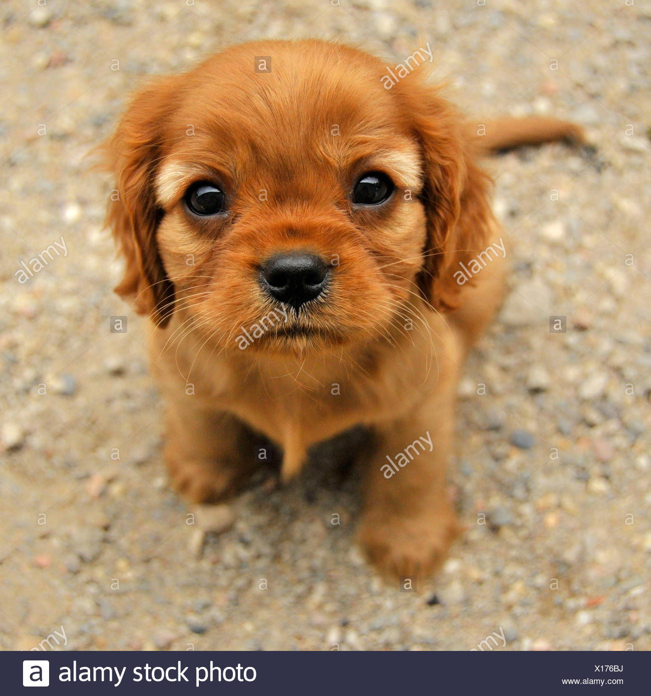 Cavalier King Charles Spaniel Ruby Puppy 8 Weeks Stock Photo Alamy