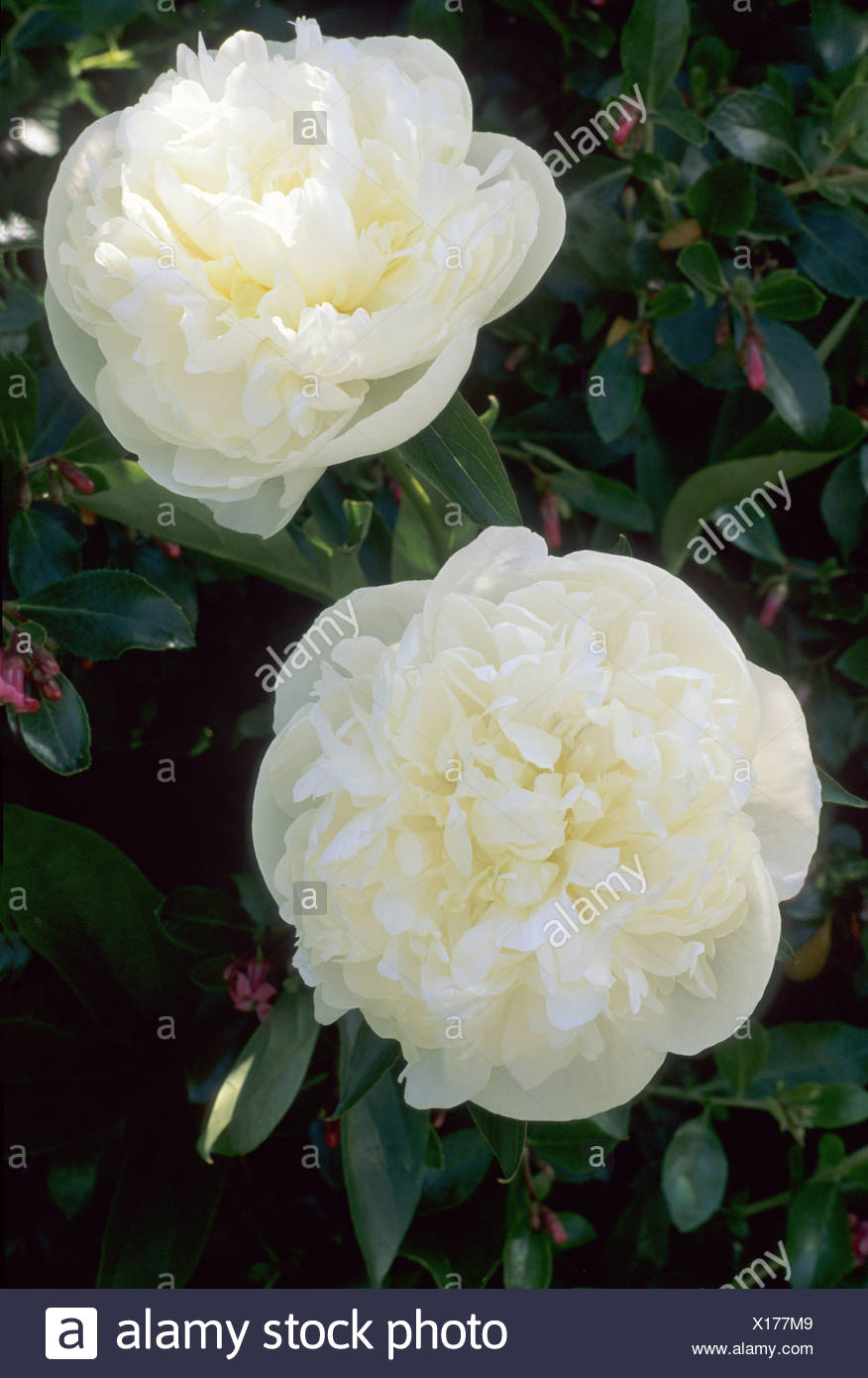 Paeonia Lactiflora Duchesse De Nemours White Flower Peony Garden Plant Plants Peonies Stock Photo Alamy