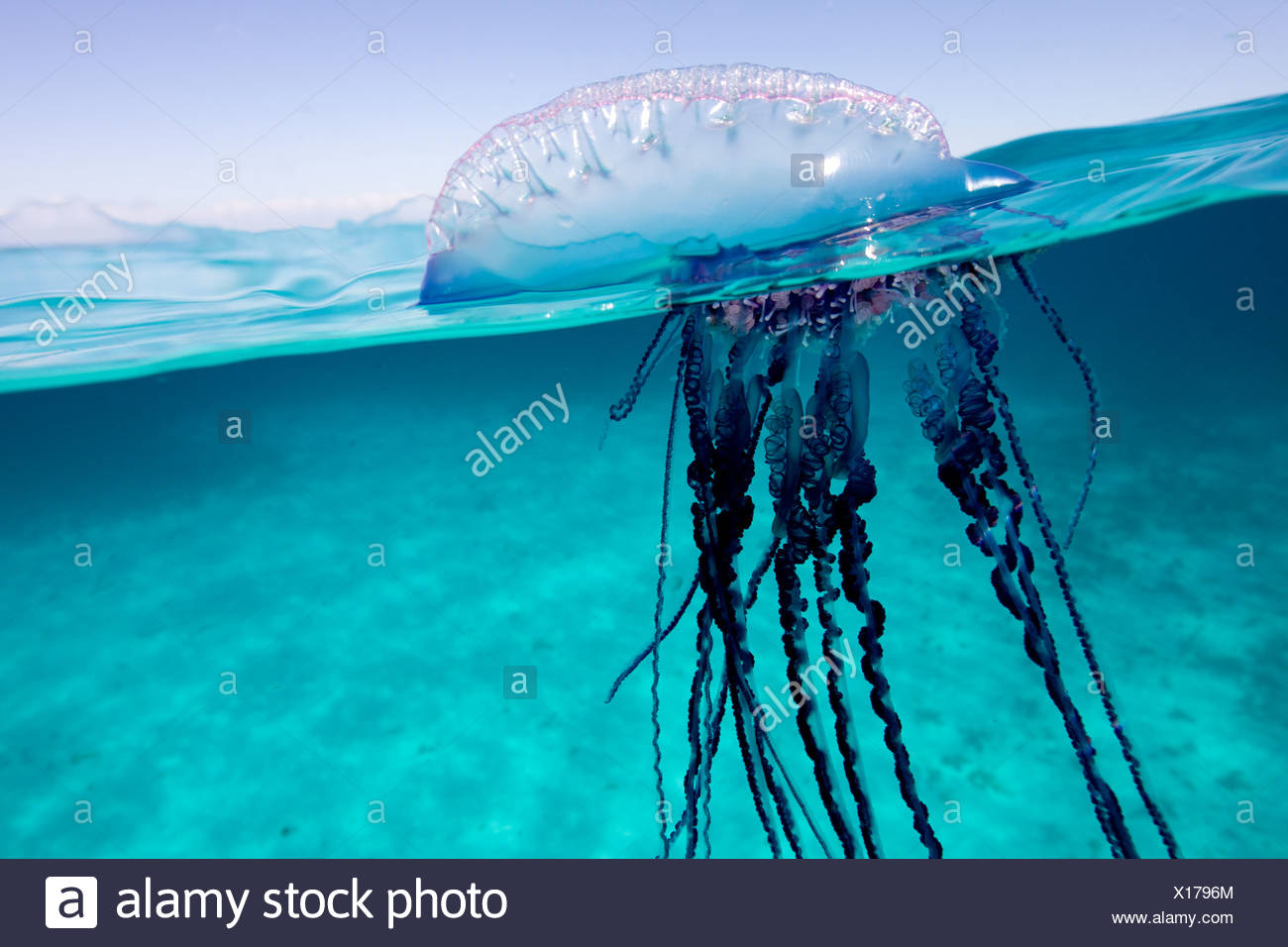 Over/under view of a Portuguese Man of War, a jelly-like marine invertebrate of the Family Physallidae. Stock Photo