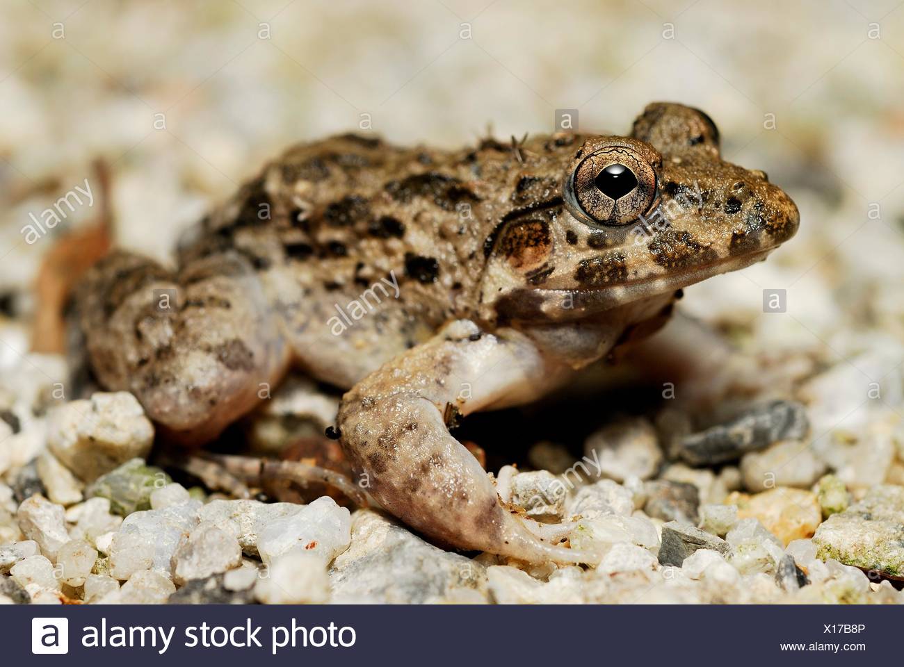 Frog Crab High Resolution Stock Photography and Images Alamy