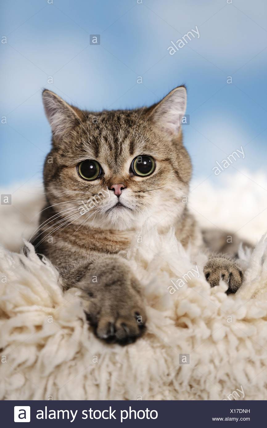 Exotic Shorthair Stock Photo 276145005 Alamy
